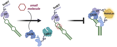 Graphical abstract: Live cell screening to identify RNA-binding small molecule inhibitors of the pre-let-7–Lin28 RNA–protein interaction