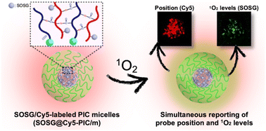 Graphical abstract: Dual-labelled polymeric micelles for singlet oxygen reporting in biological systems