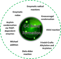 Graphical abstract: Recent advances in enzymatic carbon–carbon bond formation