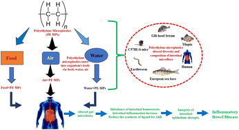 Graphical abstract: Exposure to polyethylene microplastics exacerbate inflammatory bowel disease tightly associated with intestinal gut microflora