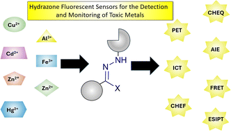 Graphical abstract: Hydrazone fluorescent sensors for the monitoring of toxic metals involved in human health from 2014–2024
