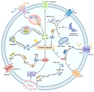 Graphical abstract: Current progress in the regulation of endogenous molecules for enhanced chemodynamic therapy