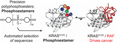 Graphical abstract: Sequence-defined phosphoestamers for selective inhibition of the KRASG12D/RAF1 interaction
