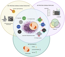 Graphical abstract: Linking protein corona composition to ecotoxicological outcomes: a comparative study of different engineered nanoparticles in Mediterranean sea urchin Paracentrotus lividus