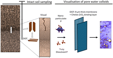 Graphical abstract: Visualization of pore water colloids in intact soil using a new diffusive gradients in thin films (DGT)-based approach