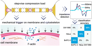 Graphical abstract: Quantifying mechanical opacity as a novel indicator for single-cell phenotyping via integrated dynamic mechanical compression and impedance flow cytometry