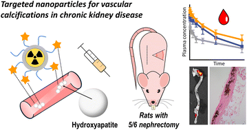 Graphical abstract: Effect of kidney disease and vascular calcification on the circulation and distribution of tetracycline-functionalized polymer nanoparticles
