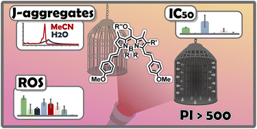 Graphical abstract: Phototoxicity of hydroxymethyl-BODIPYs: are photocages that innocent?