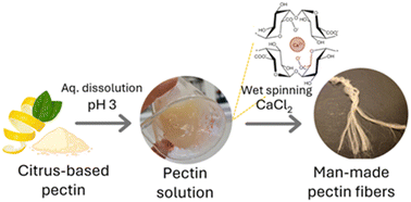 Graphical abstract: Man-made textile fibres from pectin