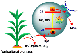 Graphical abstract: Solar driven conversion of agricultural biomass to H2 over few-layer MoS2 modified ultra-small TiO2 nanoparticle photocatalysts