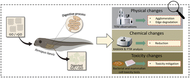 Graphical abstract: Digestive biotransformation of graphene oxide and reduced graphene oxide in the amphibian Xenopus laevis: structural, chemical, and toxicological changes