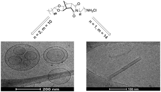 Graphical abstract: Synthesis and preliminary investigations into norbornane-based amphiphiles and their self-assembly