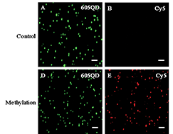 Graphical abstract: Single quantum dot-based nanosensor for sensitive detection of 5-methylcytosine at both CpG and non-CpG sites