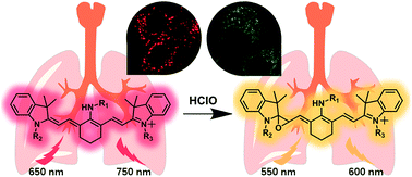 Graphical abstract: Ratiometric fluorescent probes for capturing endogenous hypochlorous acid in the lungs of mice