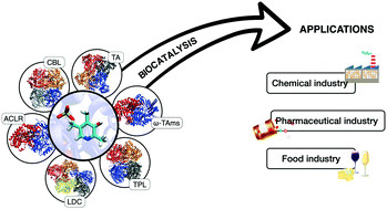 Graphical abstract: PLP-dependent enzymes as important biocatalysts for the pharmaceutical, chemical and food industries: a structural and mechanistic perspective