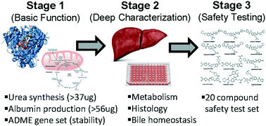 Graphical abstract: Liver microphysiological systems development guidelines for safety risk assessment in the pharmaceutical industry