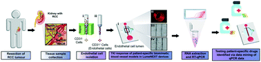 Graphical abstract: Organotypic primary blood vessel models of clear cell renal cell carcinoma for single-patient clinical trials