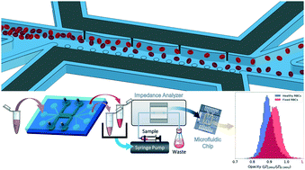 Graphical abstract: Self-aligned sequential lateral field non-uniformities over channel depth for high throughput dielectrophoretic cell deflection