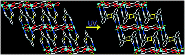 Graphical abstract: Single-crystal to single-crystal transformation of a coordination chain to a two-dimensional coordination network through a photocycloaddition reaction