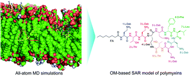 Graphical abstract: A novel chemical biology and computational approach to expedite the discovery of new-generation polymyxins against life-threatening Acinetobacter baumannii