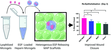 Graphical abstract: Spatially heterogeneous epidermal growth factor release from microporous annealed particle (MAP) hydrogel for improved wound closure