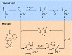 Graphical abstract: Prebiotic triose glycolysis promoted by co-catalytic proline and phosphate in neutral water