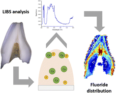 Graphical abstract: Quantitative fluoride imaging of teeth using CaF emission by laser induced breakdown spectroscopy