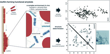 Graphical abstract: Functional amyloids from bacterial biofilms – structural properties and interaction partners