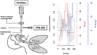 Graphical abstract: Influence of ventilatory parameters on the concentration of exhaled volatile organic compounds in mechanically ventilated patients