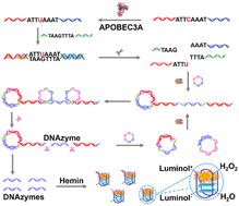 Graphical abstract: Deamination-triggered exponential signal amplification for chemiluminescent detection of cytosine deaminase at the single-cell level