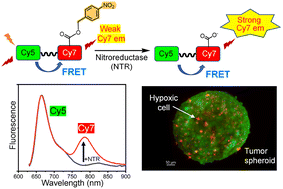 Graphical abstract: Ratiometric near-infrared fluorescent probe for nitroreductase activity enables 3D imaging of hypoxic cells within intact tumor spheroids