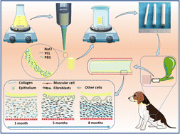 Graphical abstract: Fabrication of 3D printed PCL/PEG artificial bile ducts as supportive scaffolds to promote regeneration of extrahepatic bile ducts in a canine biliary defect model