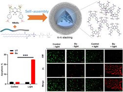 Graphical abstract: Aza-BODIPY with two efficacious fragments for NIR light-driven photothermal therapy by triggering cancer cell apoptosis