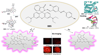 Graphical abstract: A dual-functional rhodamine B and azo-salicylaldehyde derivative for the simultaneous detection of copper and hypochlorite: synthesis, biological applications and theoretical insights
