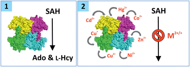 Graphical abstract: A closer look at molecular mechanisms underlying inhibition of S-adenosyl-l-homocysteine hydrolase by transition metal cations