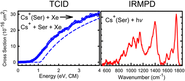 Graphical abstract: Perspective: intrinsic interactions of metal ions with biological molecules as studied by threshold collision-induced dissociation and infrared multiple photon dissociation