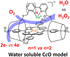 Graphical abstract: Insight into copper coordination in O2 reduction by water-soluble cytochrome c oxidase models