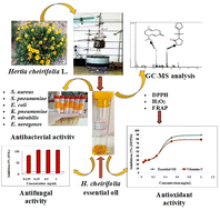 Graphical abstract: GC-MS analysis, phytochemical composition of Hertia cheirifolia L. essential oil with pharmacological assessments: antioxidant, antibacterial, and antifungal activities