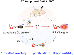 Graphical abstract: A de novo zwitterionic strategy of ultra-stable chemiluminescent probes: highly selective sensing of singlet oxygen in FDA-approved phototherapy