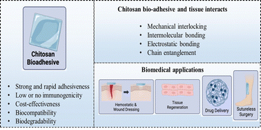 Graphical abstract: Tissue adhesives based on chitosan for biomedical applications