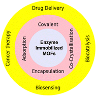 Graphical abstract: Exploring enzyme-immobilized MOFs and their application potential: biosensing, biocatalysis, targeted drug delivery and cancer therapy