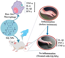 Graphical abstract: Mesoporous polymeric nanoparticles for effective treatment of inflammatory diseases: an in vivo study