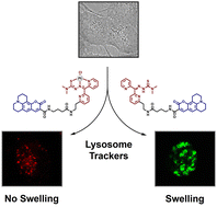 Graphical abstract: Design and application of a non-toxic platinum derivative of the metal chelator Dp44mT for use as a long-term stable lysosome tracker