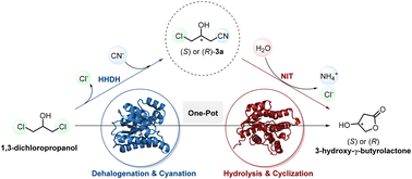 Graphical abstract: Artificial biocatalytic cascades for the enantiocomplementary synthesis of 3-hydroxy-γ-butyrolactones