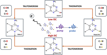 Graphical abstract: Tautomer aspects in the excited-state dynamics in 2-thiocytosine: intersystem crossing in the absence of the thiocarbonyl group