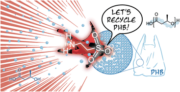 Graphical abstract: Selective chemical recycling of polyhydroxybutyrate into high-value hydroxy acid using the taurine organocatalyst