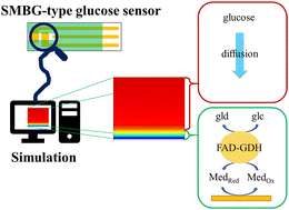 Graphical abstract: Insights into the performance-determining aspects of electrochemical biosensor strips by diffusion profile visualization using finite element method simulation