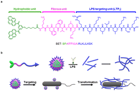 Graphical abstract: A peptide selectively recognizes Gram-negative bacteria and forms a bacterial extracellular trap (BET) through interfacial self-assembly