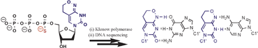Graphical abstract: Recognition of base-pairing by DNA polymerases during nucleotide incorporation: the properties of the mutagenic nucleotide dPTPαS
