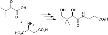 Graphical abstract: Biosynthesis of pantothenate